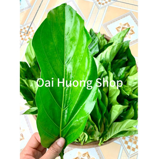 Lá Nhàu Tươi Non