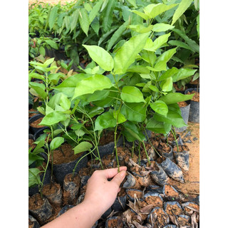 Cây Vọng Cách ảnh thật tại vườn