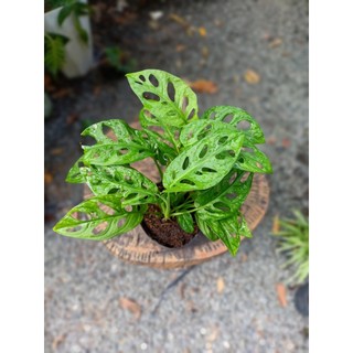 Cây trầu bà lỗ (chỉ giao hỏa tốc HCM)