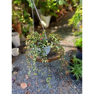 Cây thằn lằn ngũ sắc chậu treo