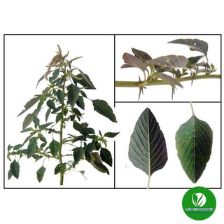 Cây Dền Gai khô [1KG]