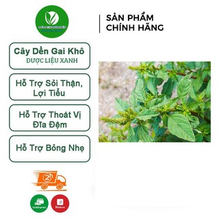 Cây Dền Gai khô