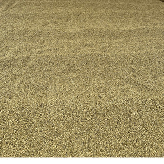 Cà Phê Đặc Biệt Thái Châu (Mix 5 LOẠI HẠT: ROBUSTA, ARABICA, CULI, MOKA, CÀ PHÊ MÍT) Rang Mộc 500gr