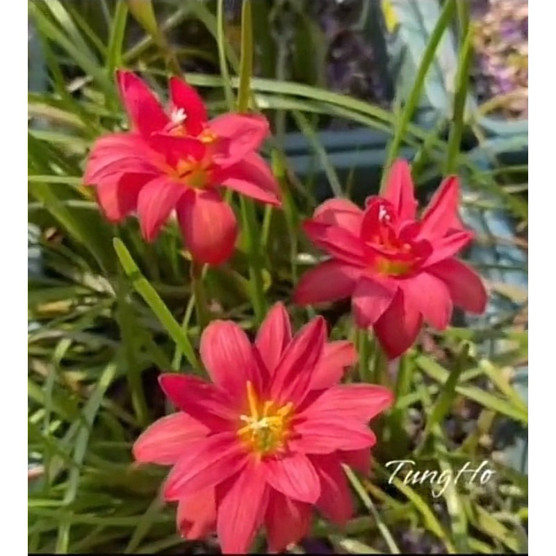 Củ Huệ mưa đỏ kép ngoại