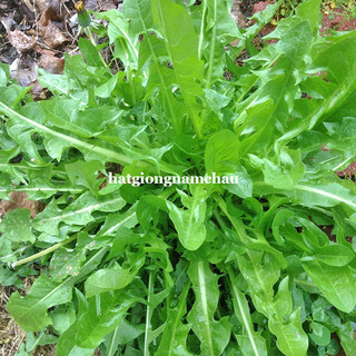 0.5 gram - hạt giống bồ công anh ý