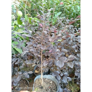 Cây Hồng phụng