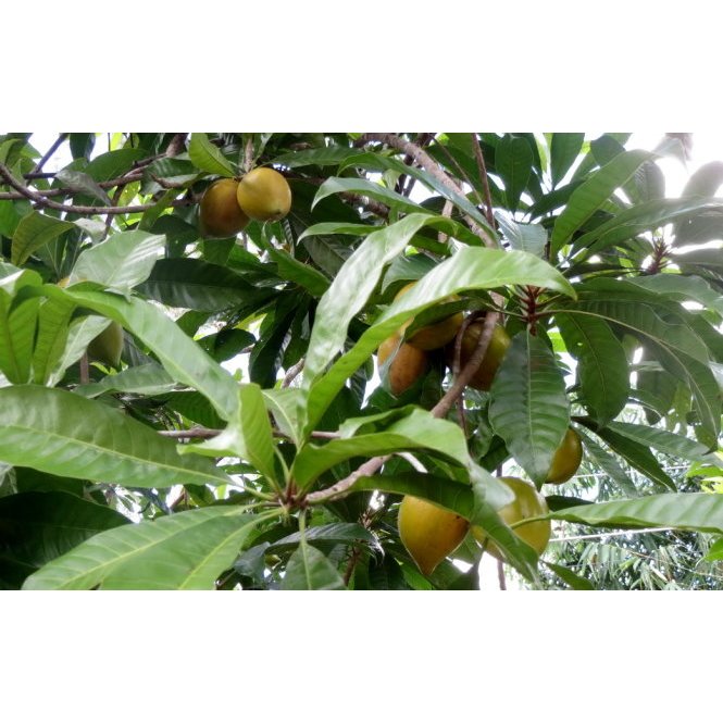 Địa chỉ cung cấp cây giống lekima