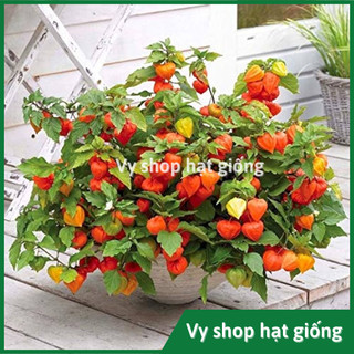 Hạt giống cây thù lù Nam Mỹ quả đỏ gói 100 hạt