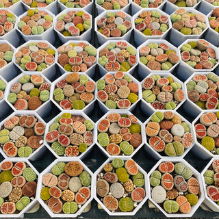 Sen Mông - Lithops - 1 cây khoảng 2cm