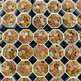 Sen Mông - Lithops - 1 cây khoảng 2cm