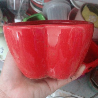 Chậu trồng cây cảnh