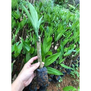Cây giống sâm cau đỏ