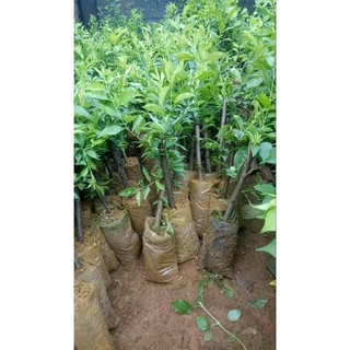 Cây giống mận đen Úc ( chuẩn giống)