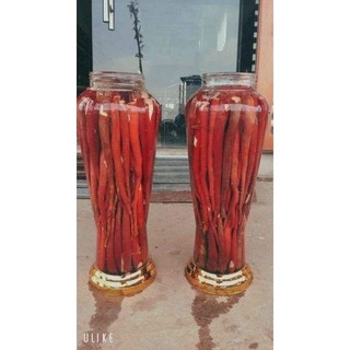 Cây giống sâm cau đỏ ( dược liệu quý)