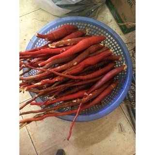 Cây giống sâm cau đỏ ( dược liệu quý)