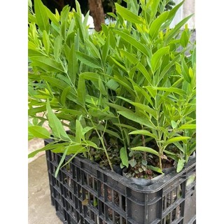 Cây giống đàn hương trắng Ấn Độ