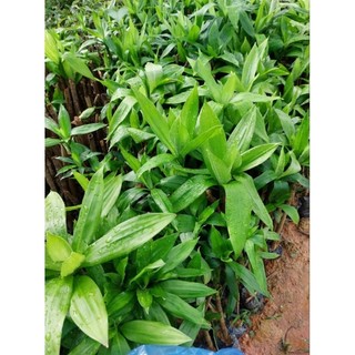 Cây giống sâm cau đỏ ( dược liệu quý)