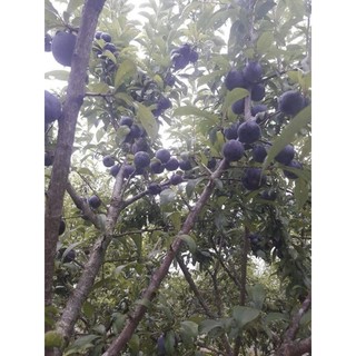 Cây giống mận đen Úc ( chuẩn giống)