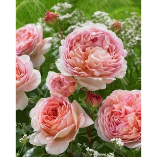 Gốc hoa hồng Leo Abraham darby