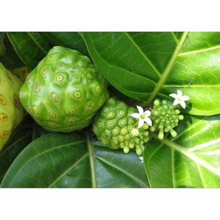 Combo 10 cây giống nhàu (dược liệu quý)