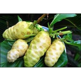 Combo 10 cây giống nhàu (dược liệu quý)