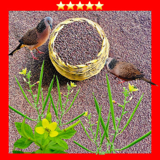 Hạt mần ri hoa vàng cho chim cu gáy sung