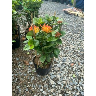 Cây 🌲 Trang Thái Phụng Hoàng cam