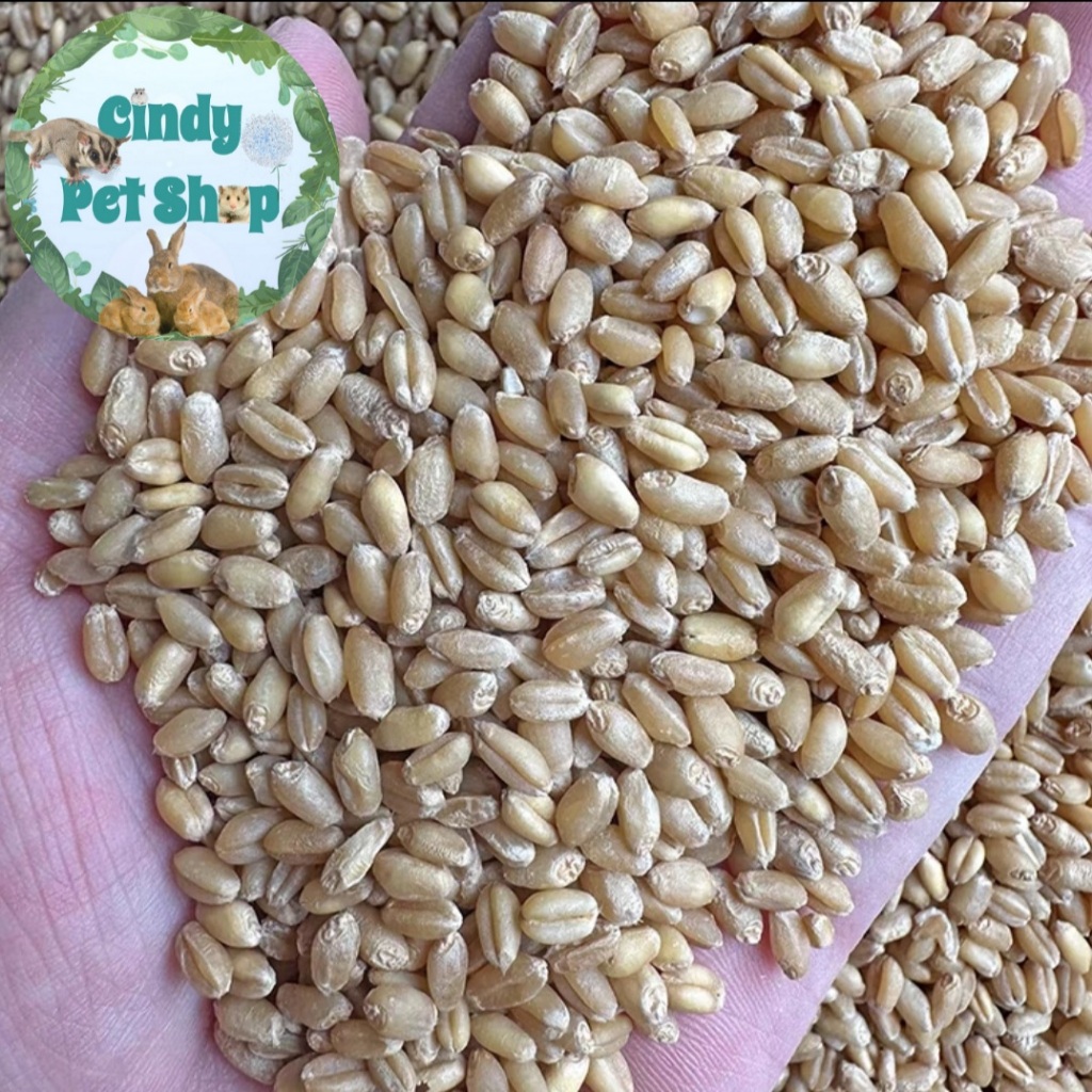 Lúa mì 1kg - thức ăn cho Hamster