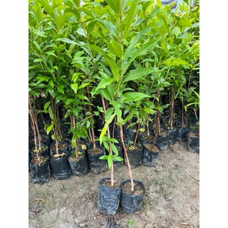 2 cây vối nếp siêu đẹp nhiều nhánh