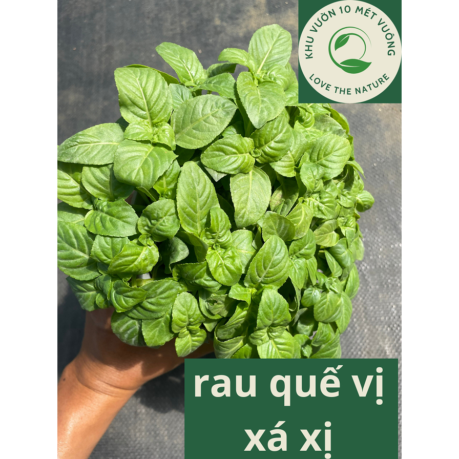 Cây Quế vị xá xị - hồi nước - quế đất - Limnophila rugosa- hương vị xá xị - ưa ẩm, chậu lớn