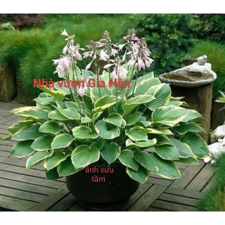 Cây thiên niên kiện đột biến- hosta- khoẻ,