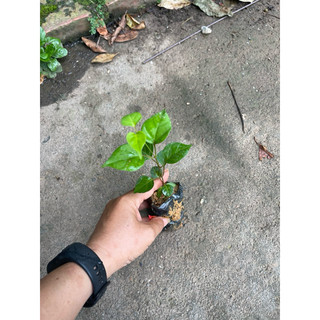 Hạt giống cây lá giang - Cây giống lá Giang