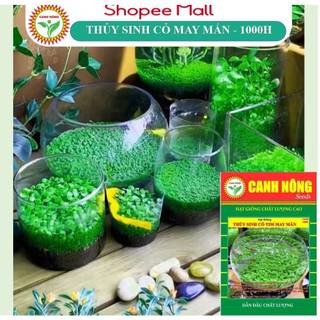Hạt giống cây thủy sinh cỏ may mắn 1000 hạt - hạt giống canh nông