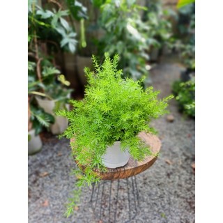 Cây Thiên môn đông (chỉ giao hỏa tốc HCM)