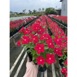 Hoa dừa cạn.... giống mới siêu hoa...