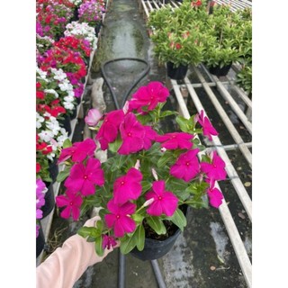 Hoa dừa cạn.... giống mới siêu hoa...