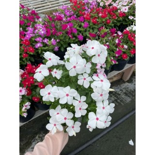 Hoa dừa cạn.... giống mới siêu hoa...
