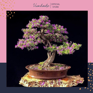 Cây linh sam bonsai, cây cảnh bonsai giống siêu hoa tím cao 50cm, được chọn cây, ảnh thật, lỗi 1 đổi 1