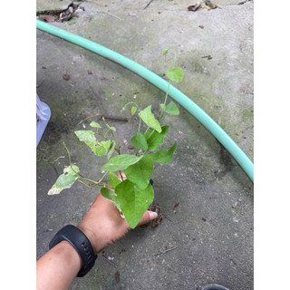 Hạt - Cây giống sâm lông - cây sương sâm lá