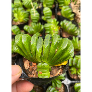 cây sen đá hawothia truncata rẻ quạt đang con [Có sẵn] 🌵 [Chính hãng]⚡ [Ảnh thật] ❤ [FreeShip]