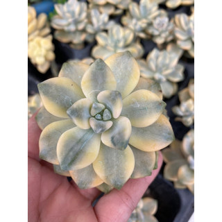 cây sen đá đá var , Có sẵn] 🌵 [Chính hãng]⚡ [Ảnh thật] [FreeShip]