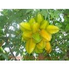 Cây khế ngọt - cây giống