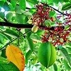 Cây khế ngọt - cây giống cao 40-50cm (Mua 5 cây tặng thêm 1 cây)