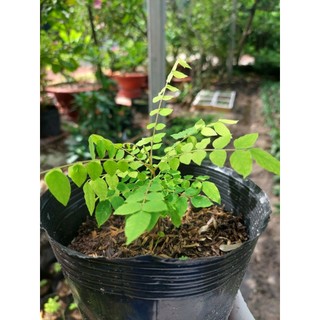 Cây khế ngọt - cây giống cao 40-50cm (Mua 5 cây tặng thêm 1 cây)