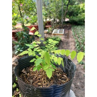 Cây khế ngọt - cây giống cao 40-50cm (Mua 5 cây tặng thêm 1 cây)