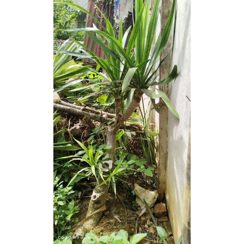 cây thuần 1 năm 5 nhánh rễ full