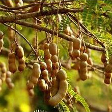 Cây me (me đậu) - cây giống (Mua 5 cây tặng thêm 1 cây)