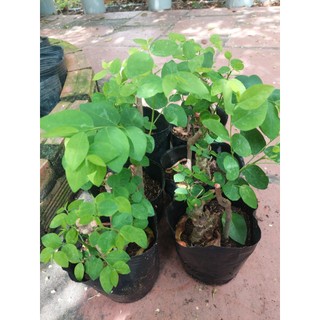 Cây bồ ngót - cây giống