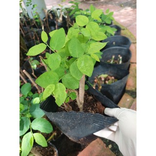 Cây bồ ngót - cây giống