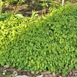 Hạt Giống Dâm Dương Hoắc